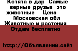 Котята в дар. Самые верные друзья- это животные! › Цена ­ 1 - Московская обл. Животные и растения » Отдам бесплатно   